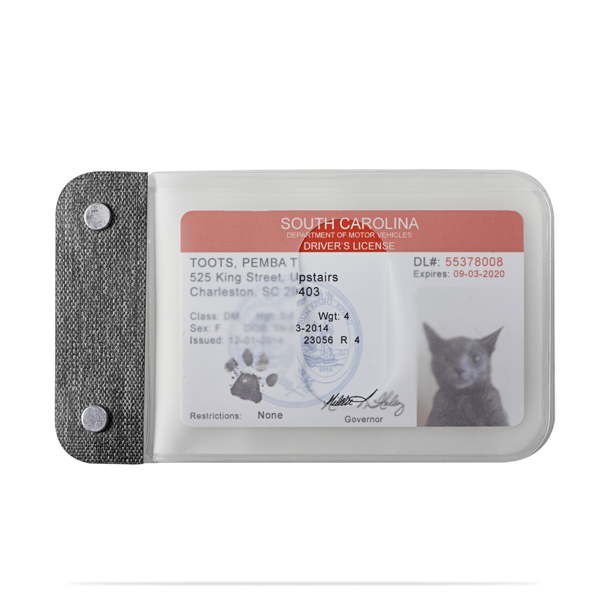 distil cardsleeves with a fake cat ID in translucent plastic sleeves on a white backdrop