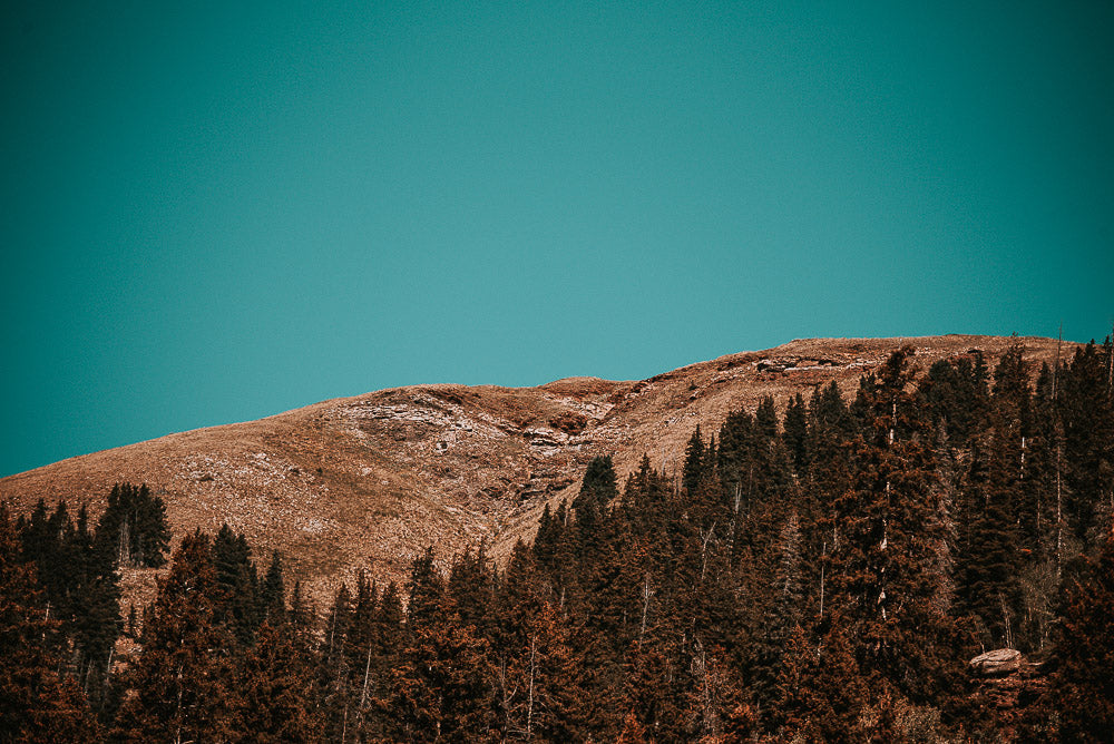 mountain range with evergreen trees and blue sky