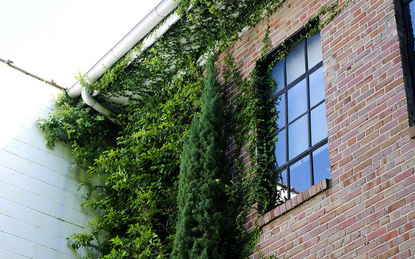 Earth Day at Distil Union