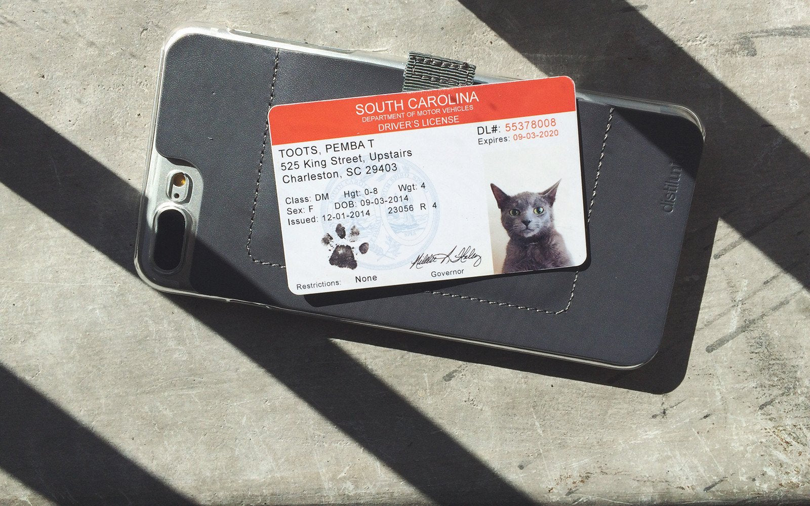 Meet Pemba, the Distil Union Mascot